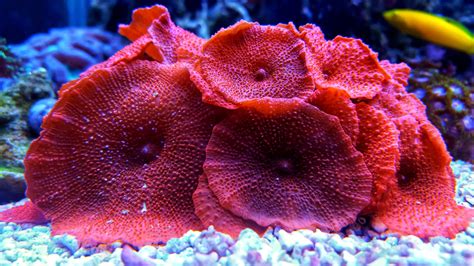 Coral Reefs Around The World Are In Grave Danger. Here's What's Happen – Mobox Marine