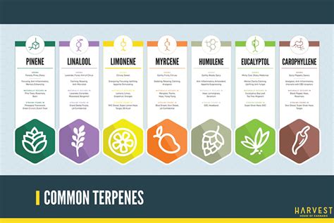 Most Common Terpenes Found in Cannabis