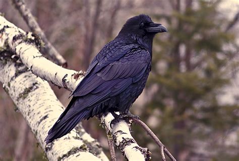 Common Raven : Minnesota Breeding Bird Atlas