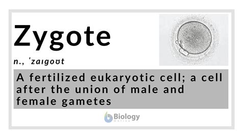 Zygote Definition and Examples - Biology Online Dictionary