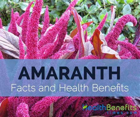 Amaranth Facts, Health Benefits and Nutritional Value