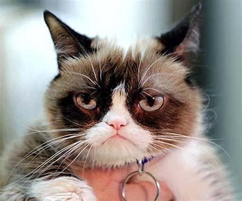 Grumpy Cat Smiling