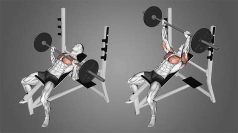 What are the benefits of incline and flat barbell bench presses for the chest? - Quora