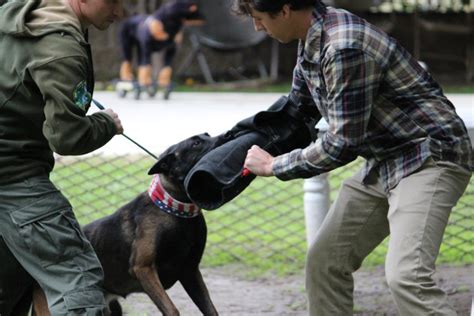 Guard Dog Training - Royal Dog Academy