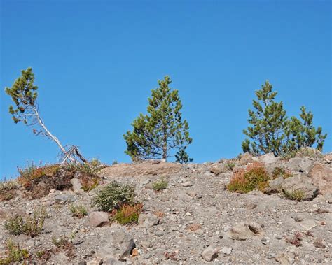 Pinus albicaulis (White-bark Pine) – 10,000 Things of the Pacific Northwest