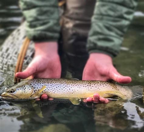 Fridays on the Fly: Trout Fishing Heats Up as Delayed Harvest Comes to an End - Fly Fishing ...