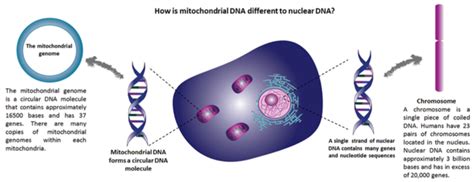 Mitochondrial DNA – Wellcome Trust Centre for Mitochondrial Research