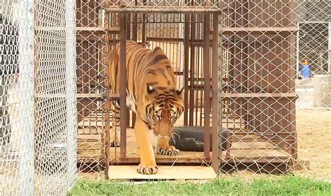 Neglected Circus Tiger Was Put In a Tiny Rusty Cage For 12 Years. Now Watch When He's Freed.