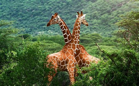 Giraffe Achtergronden | HD Wallpapers