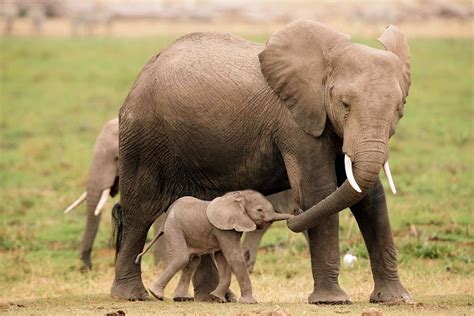 A Mother’s Love: 40 Adorable Animal Mom and Baby Photos