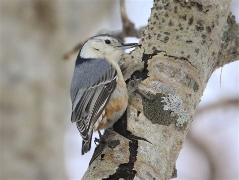 eBird Checklist - 28 Jan 2021 - Tawas Point SP - 15 species