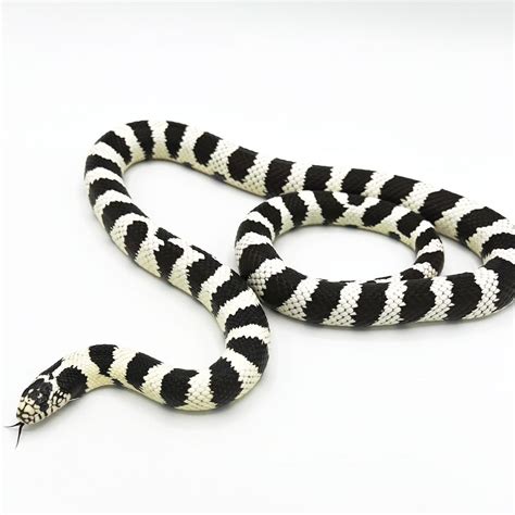 High White Black & White California King Snake - Adult