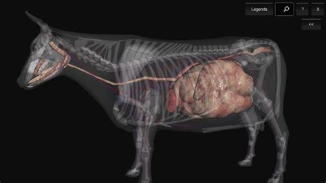 3D Bovine Anatomy: Android App | VetBooks