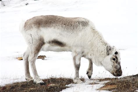 Svalbard Reindeer in Norway: Facts and Potential Problems | Owlcation