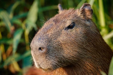 Carpincho - Carpincho Capybara Stockfotografie Alamy