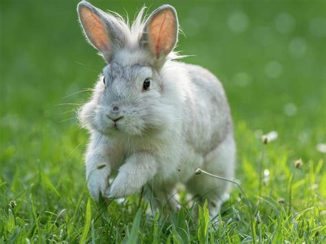 Hopping rabbit Photograph by Stefan Rotter - Pixels