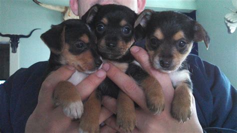 Chorkie pupppies shots and wormed full grown will be unde... image 1 | | qctimes.com