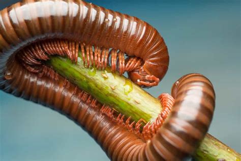 10 Incredible Millipede Facts - WikiPoint - Wiki Point