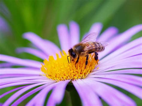 FREE Pollinator Flower Seed Packet - Request Yours Now!