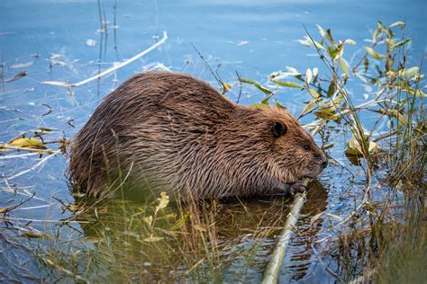 Beaver Free Stock Photo - Public Domain Pictures