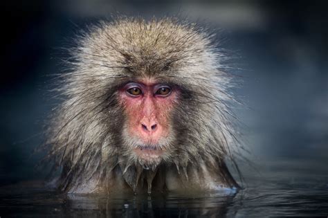 Japanese Macaque | Japanese macaque, Macaque, Snow monkey