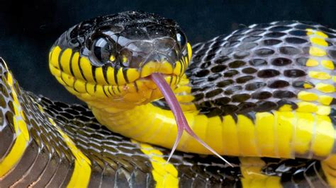 Top 10 Friendliest Snakes (That Look Really Scary)