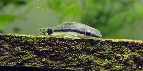 Otocinclus Catfish - Complete Guide To Care, Breeding, Tank Size, And ...