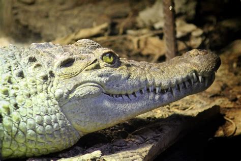 Philippine crocodile | Philippine crocodile at Chester Zoo, … | Flickr