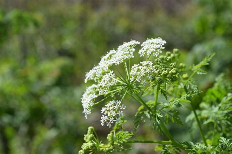 Poisonous plants in Kent