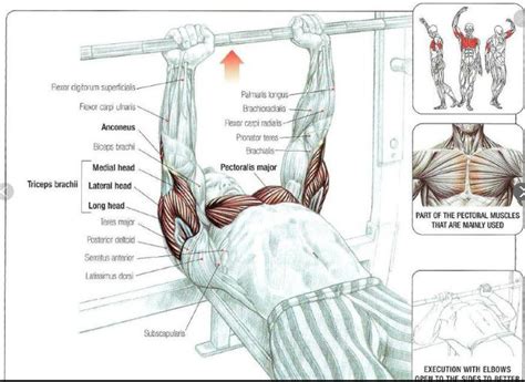 Bench press (muscles used)