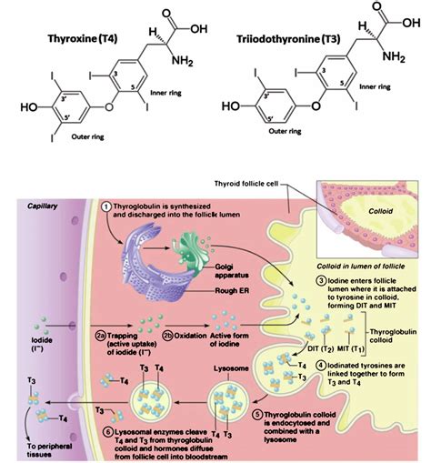 Thyroglobulin Structure