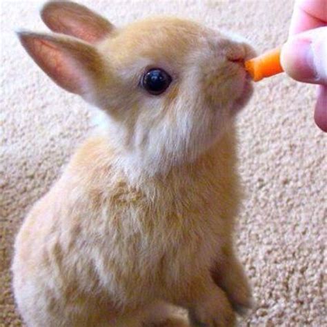 Rabbit | Baby animals, Cute baby bunnies, Cute baby animals