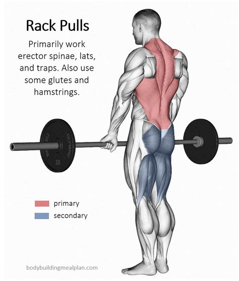 Barbell Rack Pull Outlet Website, Save 50% | jlcatj.gob.mx