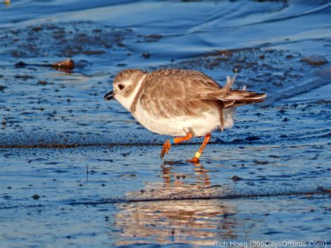 Piping Plover Migration Distance! | 365 Days of Birds