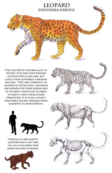 Leopard Anatomy Sheet | Feline anatomy, Animal drawings, Animal skeletons