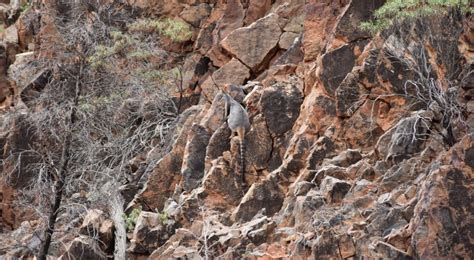 Yellow-footed Rock-wallaby: A long tail of bouncing back