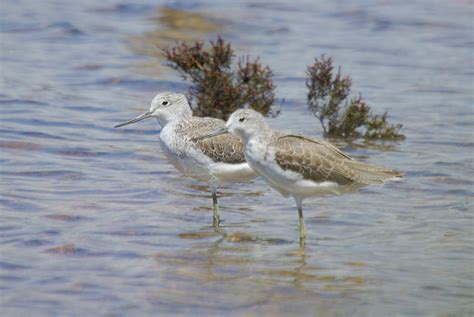 Common Greenshank (Tringa nebularia) non-breeding