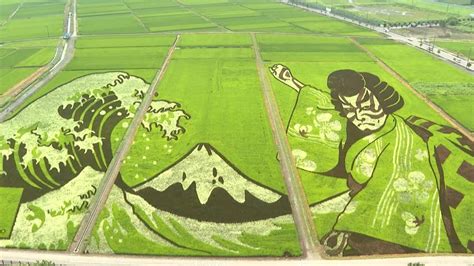 Japanese rice paddies transformed into works of art | AFP - YouTube