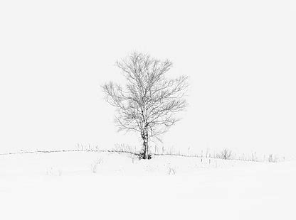 1920x1080px | free download | HD wallpaper: Winter Fog White Snow Trees Aesthetic, Seasons ...