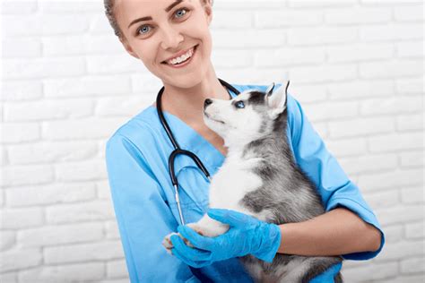 Accredited Vet Tech Programs In Kentucky - INFOLEARNERS