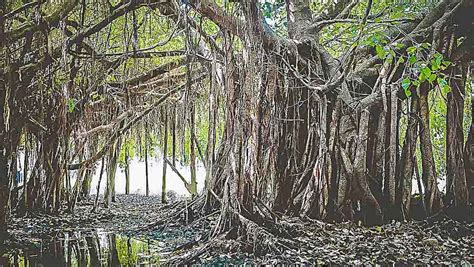 A Banyan Tree Vision | CLC