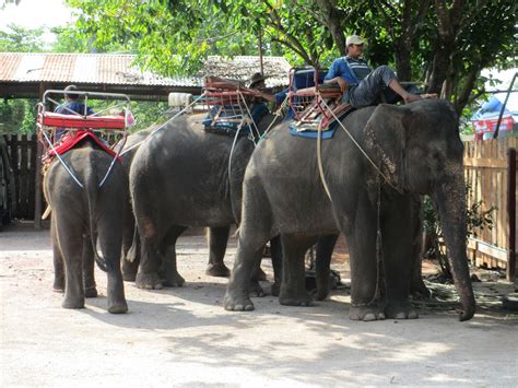 manuelimson: Elephant Ride in Thailand