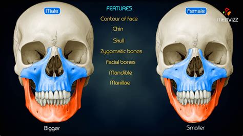 Skull Anatomy, Head Anatomy, Anatomy Study, Body Anatomy, Anatomy Drawing, Anatomy Reference ...