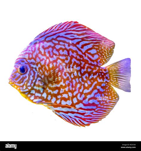 Variegated tropical fish from the Amazon region. Symphysodon aegufasciatus. The aquarium fish ...