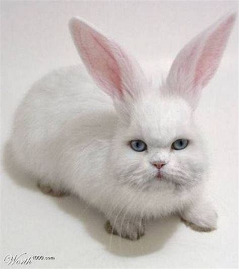 Half Cat Half Rabbit