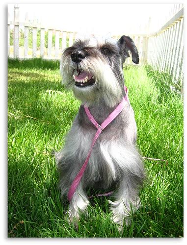 Miniature Schnauzer | Mini schnauzer | ~Pawsitive~Candie_N | Flickr