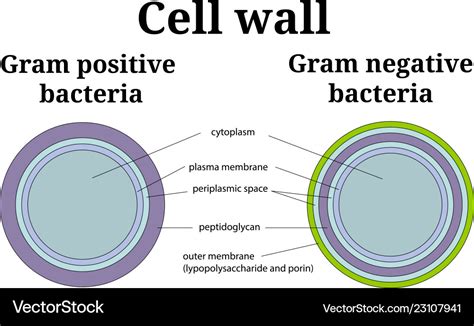 Bacteria cell wall gram positive and gram negative