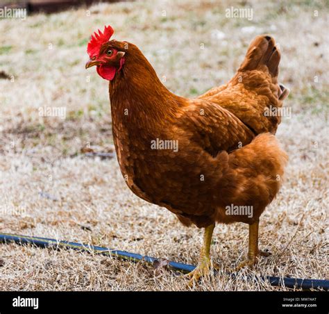 Adult female Rhode Island Red hen walking across farmyard in early spring. Bright red wattle and ...