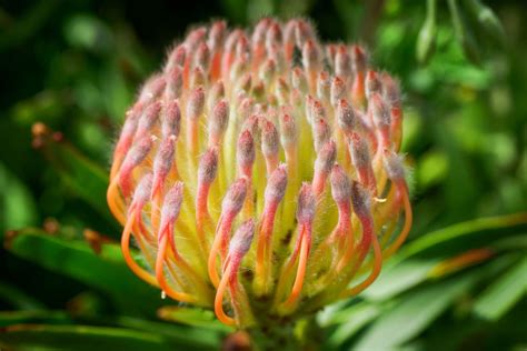 How to Grow and Care for Protea Plants