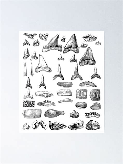 "Shark Teeth and Shells Fossils Archeology & Natural History" Poster ...